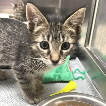 Linguini -  Domestic Short Hair Cat for Adoption in Hawthorne, California - Linguini | PetCurious