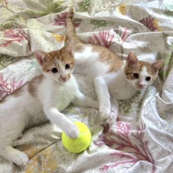 Tennis Kittens N. - Serving up cuties -  Domestic Short Hair Cat for Adoption in New York, New York - Tennis Kittens N. - Serving Up Cuties | PetCurious