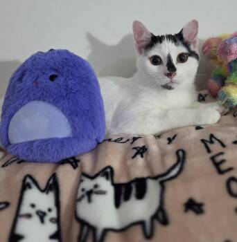 Rescue Domestic Short Hair Cats for Adoption in Brighton, Michigan - Evian (siblings Are Aquafina And Fiji) | PetCurious