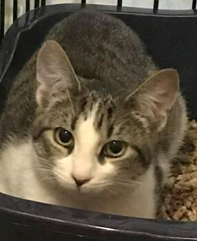 Domestic Short Hair Cats Available for Adoption in Trenton, New Jersey - Pebbles (& Fruity) | PetCurious