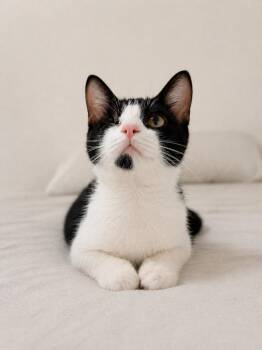 Domestic Short Hair Cats Available for Adoption in New Braunfels, Texas - Bubu | PetCurious