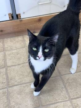 Domestic Medium Hair Cats Available for Adoption in Gardnerville, Nevada - Walter | PetCurious