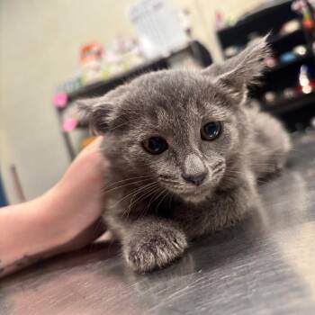 Tofu 28C26 -  Domestic Short Hair Cat Available for Adoption in Napoleon, Ohio - Tofu 28C26 | PetCurious