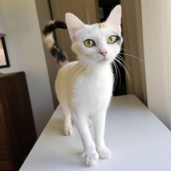 Brooke -  Domestic Short Hair Cat for Adoption in Johnson City, Tennessee - Brooke | PetCurious