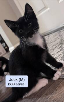 Domestic Short Hair and Tuxedo Cats Available for Adoption in Vacaville, California - Jock | PetCurious