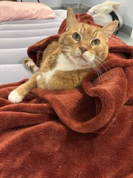 Domestic Short Hair Cats Available for Adoption in Trenton, Maine - Whopper | PetCurious