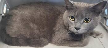 Domestic Short Hair Cats Available for Adoption in Lawrenceville, Georgia - Fm2 Pixie | PetCurious