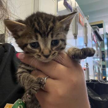 Augustus -  Domestic Short Hair Cat for Adoption in Lake Jackson, Texas - Augustus | PetCurious