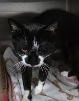 Lickaton -  Domestic Short Hair Cat for Adoption in Clinton, Missouri - Lickaton | PetCurious