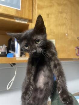 BATMAN -  Domestic Short Hair Cat for Adoption in Tallahassee, Florida - BATMAN | PetCurious