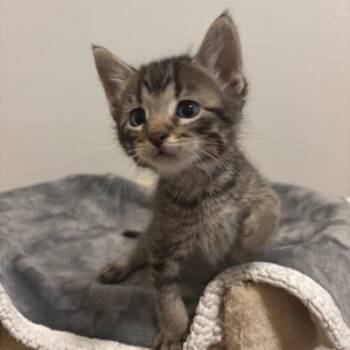 Domestic Short Hair Cats Available for Adoption - Fettuccine | PetCurious