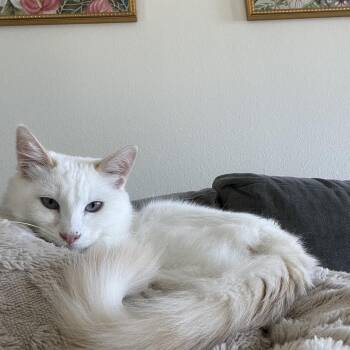 Domestic Short Hair Cats Available for Adoption in San Luis Obispo, California - Eggo | PetCurious