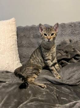 Rescue Tabby Cats for Adoption in Burnaby, British Columbia - Carina | PetCurious