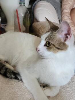 Tamara -  Domestic Short Hair Cat for Adoption in Hot Springs, Arkansas - Tamara | PetCurious