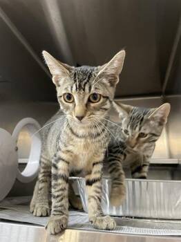 Rescue Domestic Short Hair Cats for Adoption in Aurora, Illinois - GEORGE | PetCurious