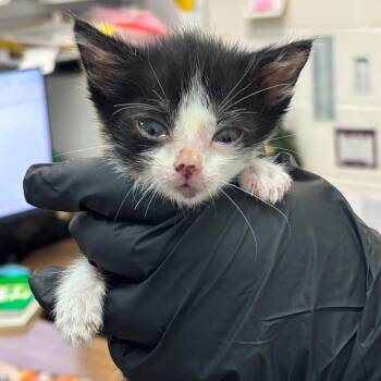 Rose -  Domestic Short Hair Cat for Adoption in Corpus Christi, Texas - Rose | PetCurious