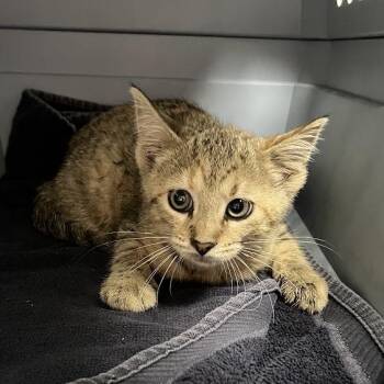 Julia -  Domestic Short Hair Cat for Adoption in Dekalb, Illinois - Julia | PetCurious