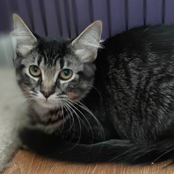 Rescue Domestic Medium Hair Cats for Adoption - Tabitha | PetCurious