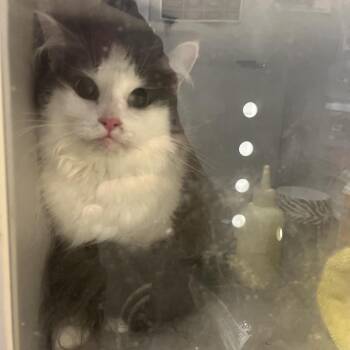 Dorleen -  Domestic Long Hair Cat for Adoption in Chattanooga, Tennessee - Dorleen | PetCurious