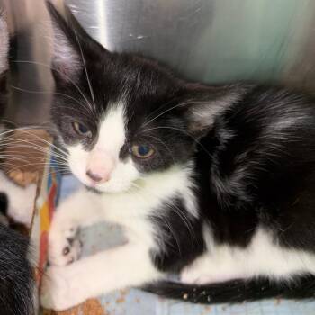Greenbean -  Domestic Short Hair Cat for Adoption in Lake Jackson, Texas - Greenbean | PetCurious