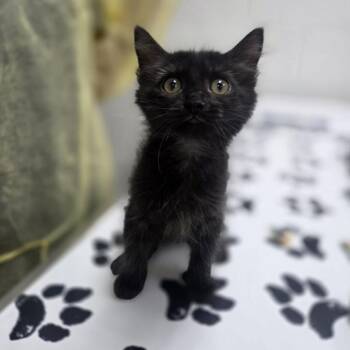 Saucer -  Domestic Medium Hair Cat for Adoption in Incline Village, Nevada - Saucer | PetCurious