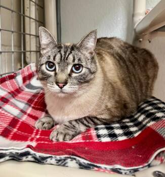 Domestic Short Hair Cats Available for Adoption in Gillette, Wyoming - Kenny | PetCurious