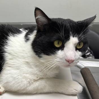 Domestic Short Hair Cats Available for Adoption in Johnson City, Tennessee - Oreo | PetCurious