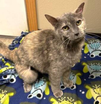 Olive -  Domestic Short Hair Cat for Adoption in Spooner, Wisconsin - Olive | PetCurious
