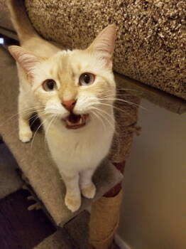 Rescue Calico and Tabby Cats for Adoption in Buena Park, California - Josie Is Your Pussy Cat! | PetCurious