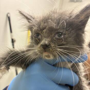 71565 -  Domestic Medium Hair Cat for Adoption in Harrisonburg, Virginia - 71565 | PetCurious