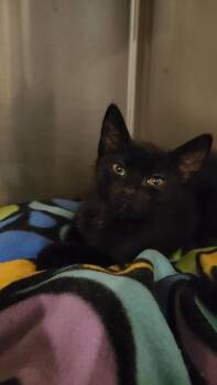 Declaration -  Domestic Short Hair Cat for Adoption in Charleston, South Carolina - Declaration | PetCurious
