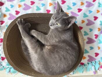 Rescue Domestic Short Hair and Russian Blue Cats for Adoption in Boca Raton, Florida - Noelle | PetCurious