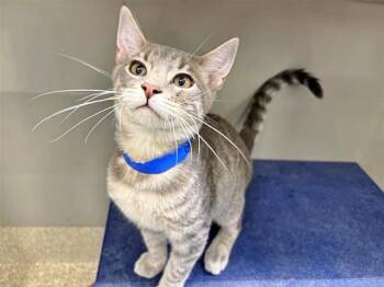 Domestic Short Hair Cats Available for Adoption in Brentwood, Missouri - OBI-WAN | PetCurious