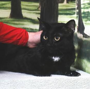 Domestic Short Hair Cats Available for Adoption in West Chester, Pennsylvania - Insane | PetCurious