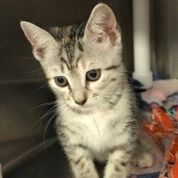 Rosalind -  Domestic Short Hair Cat for Adoption in West Palm Beach, Florida - Rosalind | PetCurious