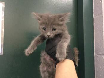 A1921288 -  Domestic Short Hair Cat for Adoption in Thousand Palms, California - A1921288 | PetCurious
