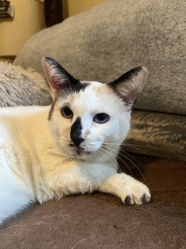 Rescue Domestic Short Hair Cats for Adoption in Sherwood, Oregon - Monica | PetCurious