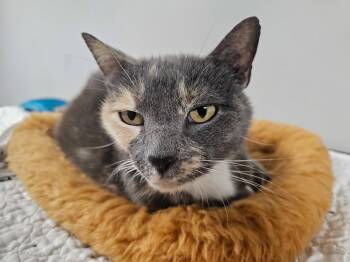 Labubu -  Domestic Short Hair Cat Available for Adoption in INDN HBR BCH, Florida - Labubu | PetCurious
