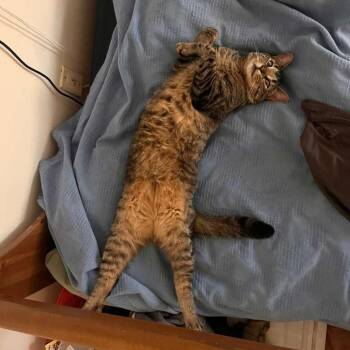 Tabby Cats Available for Adoption in New York, New York - Remy | PetCurious