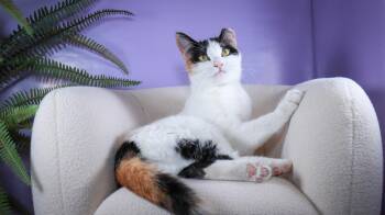 Rescue Calico and Domestic Short Hair Cats for Adoption in Lucas, Texas - Butterscotch | PetCurious