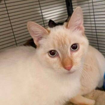 Rescue Siamese Cats for Adoption in Nampa, Idaho - Raja | PetCurious