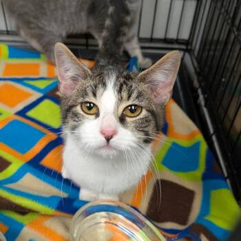 Kobe -  Domestic Short Hair Cat for Adoption in Hannibal, Missouri - Kobe | PetCurious