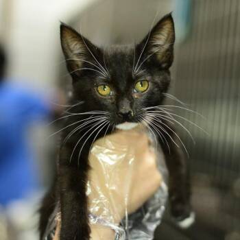 Cherry -  Domestic Short Hair Cat for Adoption in Idaho Falls, Idaho - Cherry | PetCurious