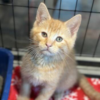 Domestic Short Hair Cats Available for Adoption in Matteson, Illinois - Brisk Tea | PetCurious
