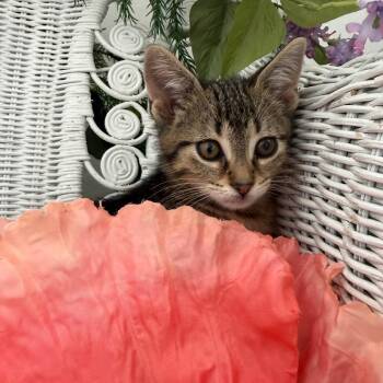 Lala Lion 56206 -  Domestic Short Hair Cat for Adoption in Eaton Rapids, Michigan - Lala Lion 56206 | PetCurious