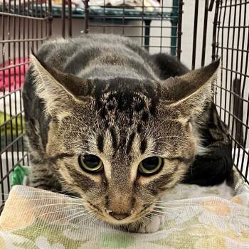 Link -  Domestic Short Hair Cat for Adoption in Las Cruces, New Mexico - Link | PetCurious
