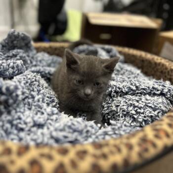 Ernest -  Domestic Short Hair Cat for Adoption in Fayetteville, Arkansas - Ernest | PetCurious