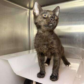 Douko -  Domestic Short Hair Cat for Adoption in Los Angeles, California - Douko | PetCurious