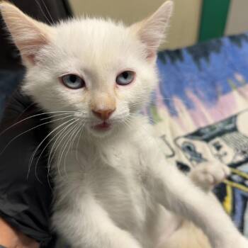 Coconut -  Domestic Short Hair Cat for Adoption in Lakewood, Colorado - Coconut | PetCurious
