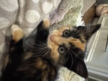 Glove World -  Domestic Long Hair Cat for Adoption in Fruit Heights, Utah - Glove World | PetCurious